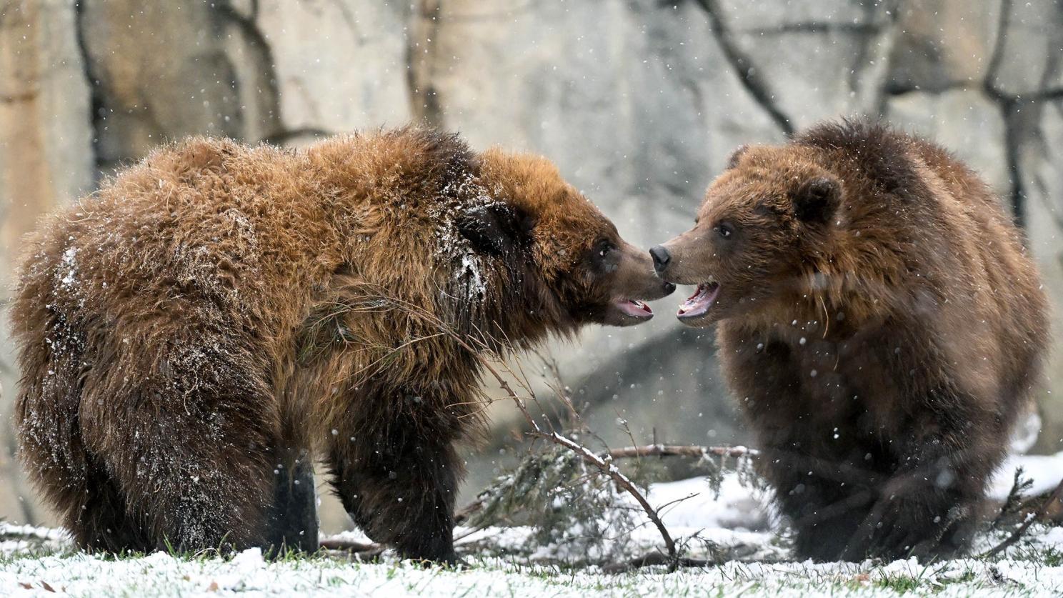 We can bear-ly contain our excitement | FedEx Cares